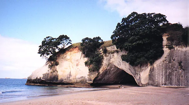 Beach with cliffs and trees overhanging.