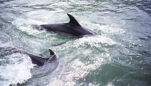 Dolphins swimming and breaking through the water surface.