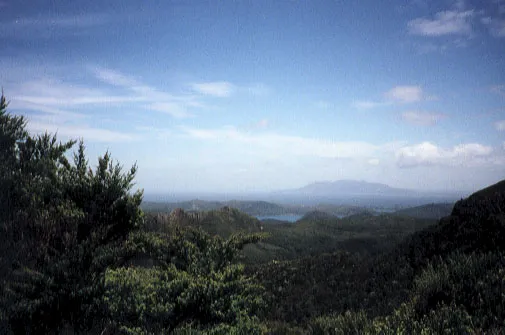 Trees and plants in the foreground with mountains in the distance.